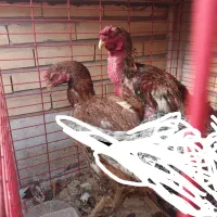 مرغ و خروس لاری