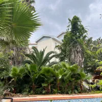 فروش درخت پالم|گل و گیاه طبیعی|رشت, دیانتی|دیوار