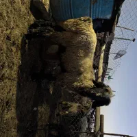 بره قوچ