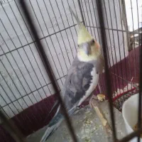 عروس هولندی