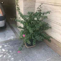 دوعدد درختچه بنسای گل طبیعی کاغذی خیلی بزرگ|گل و گیاه طبیعی|تهران, ستارخان|دیوار