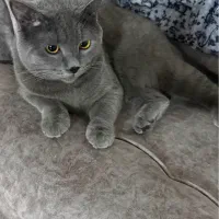 گربه بریتیش