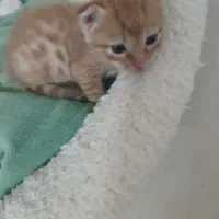 گربه