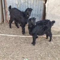 بزغاله نرو ماده