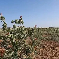 فروش باغ 2 هکتاری کبودراهنگ|فروش زمین و ملک کلنگی|کبودرآهنگ, |دیوار