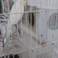 طوطی عروس جفت  درشت مولد سخنگو