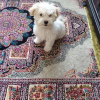 سگ پاکوتاه 2ماهه