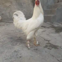 خروس کاکلی پاپر یه تیغ سفید ۱ساله