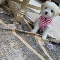 فروش سگ|سگ|تهران, پونک|دیوار