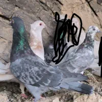 کبوتر گمشده ف رو ش|حیوانات|زابل, |دیوار