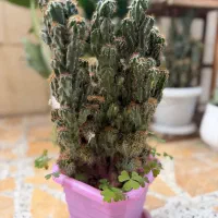 گل کاکتوس صخره ای