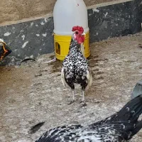 خروس سیبرایت زرقان