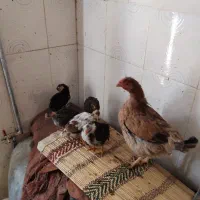 مرغ با جوجه