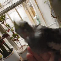 جوجه عروس هلندی