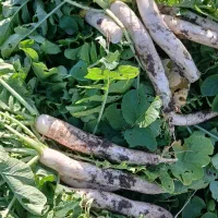 ترب سفید محلی|خوردنی و آشامیدنی|زرگرشهر, |دیوار