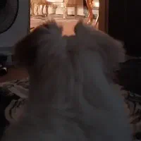 پامر روباهی