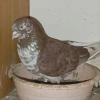 کبوتر های عتیقه پرش بالا