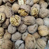 گردو مرغوب و تازه امسال