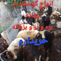 خرید و فروش انواع گوسفند و بره و بز و بزغاله