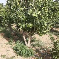جنگل میوه ۷۵۰ متری تیکه ای از بهشت|فروش دفتر صنعتی، کشاورزی، تجاری|کرج, گلشهر|دیوار