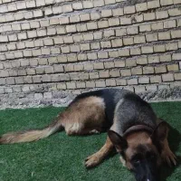 ژرمن شیپر ماده