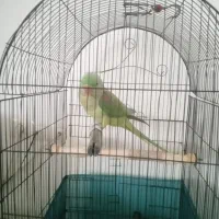 شاه طوطی با قفس سالم،وخیلی،سرحال