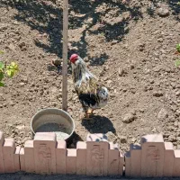 خروس گلین ۱۰ ماهه