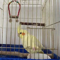 عروس هلندی