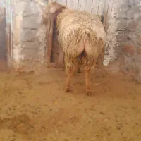 بره قوچ دامازدخ|حیوانات مزرعه|مشگین شهر, |دیوار