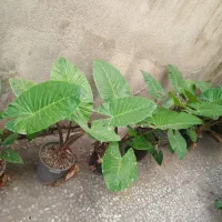 گل وگیاه طبیعی|گل و گیاه طبیعی|قائمشهر, |دیوار