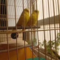 مرغ عشق انگلیسی