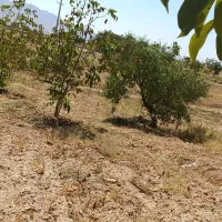 باغ زراعی قیمت مناسب|فروش دفتر صنعتی، کشاورزی، تجاری|سامان, |دیوار