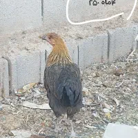 مرغ محلی|حیوانات مزرعه|زرقان, |دیوار