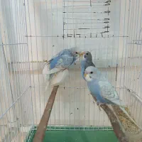 طوطی مرغ عشق رام