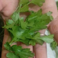 نیرو برای کارگاه سبزیجات