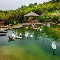 جایی که پرنده ها نگهداری کنن