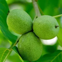 باغ-گردو-و-بادام-مثمر-در-منطقه-طلایی-گردشگری