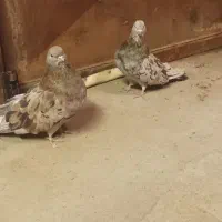 جفت سرور هفت رنگ|پرنده|هریس, |دیوار