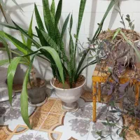 گلدون|گل و گیاه طبیعی|دلوار, |دیوار