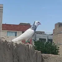 تووقی..|پرنده|رویان, |دیوار