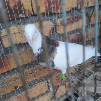 باسلام خدمت دوستان طوقی هفرنک