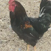 مرغ تخمگذار و خروس محلی