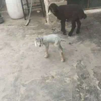 فقط تماس پاسخگو هستم