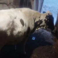 گاو و گوساله