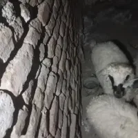 بزغاله نر وبره نر و ماده