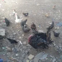 فروش مرغ وخروس وغاز وبوقلمون