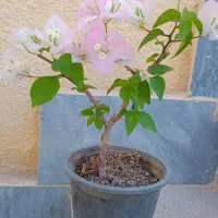 گل کاغذی ودیفن