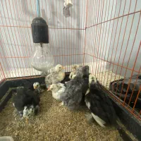 جوجه کوشین|حیوانات مزرعه|رشت, فخب|دیوار