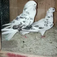 2جفت کفتر پرشی نروماده آس|پرنده|قم, آذر (نکویی)|دیوار