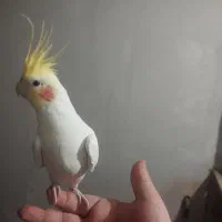 عروس نر دستی